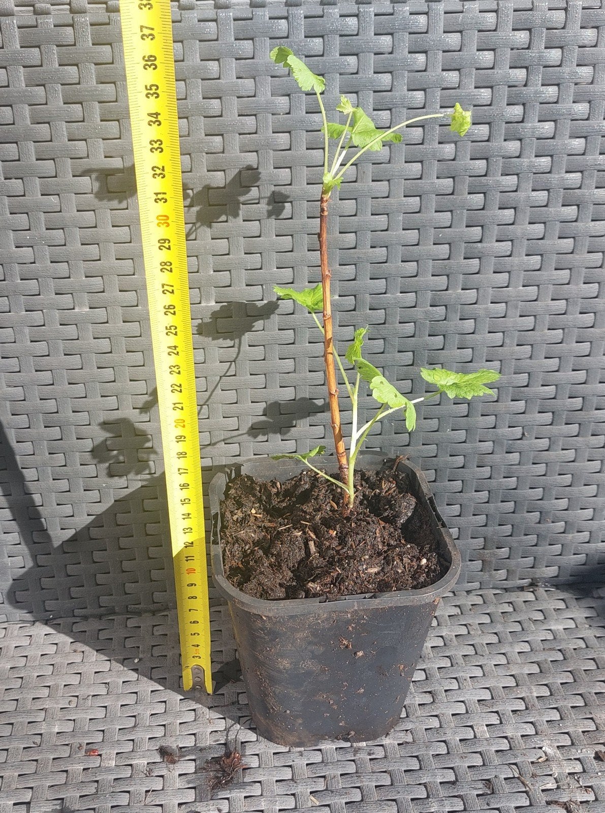 Biologische Aalbes  1 jarige stek, Ophalen, Eenjarig, Fruitplanten, Volle zon