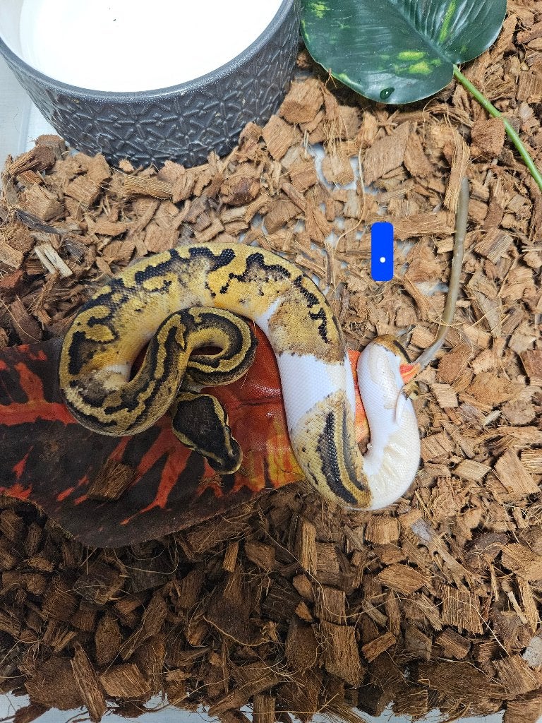Python Regius Konings Python Morphs Ball Python photo 9