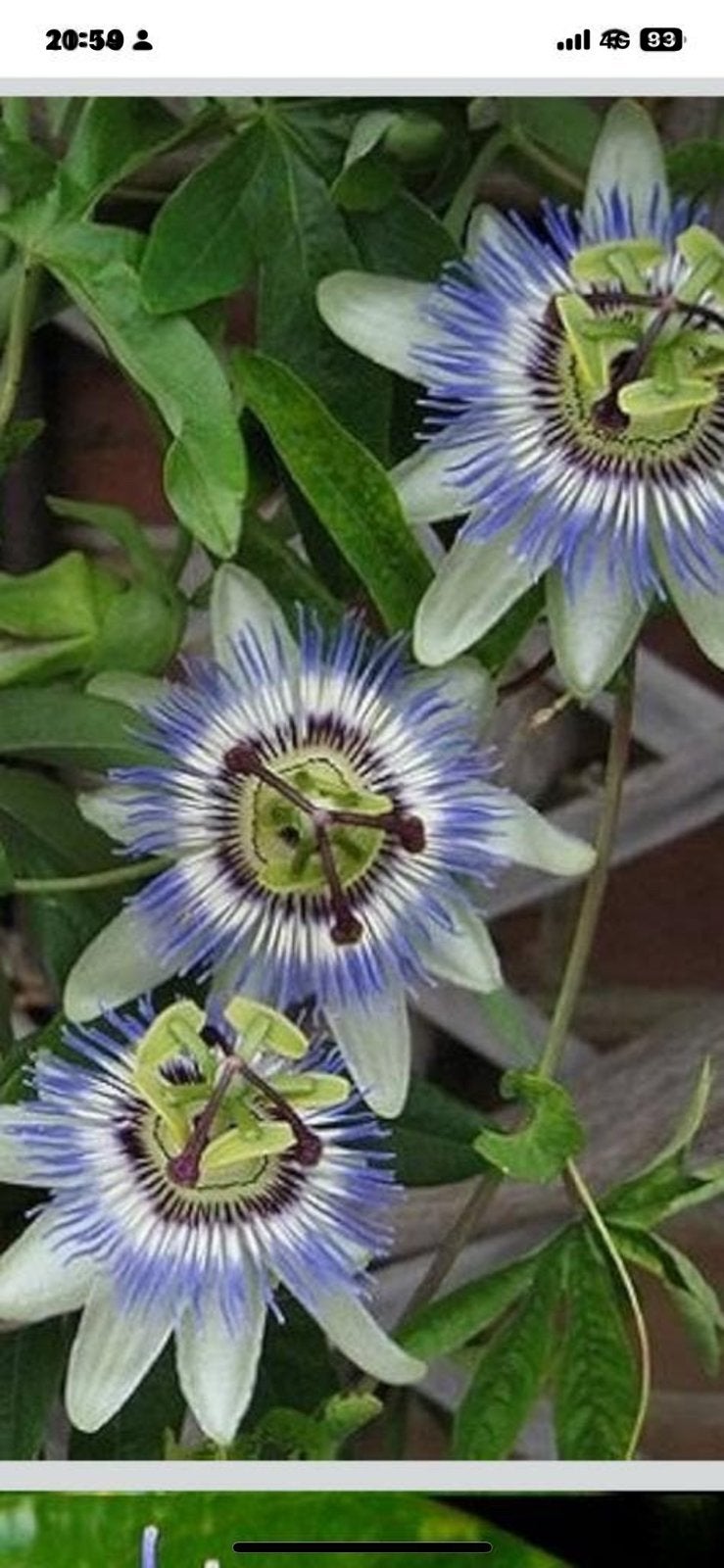 Passie plant per stuk €5, Ophalen, Overige soorten, Volle zon