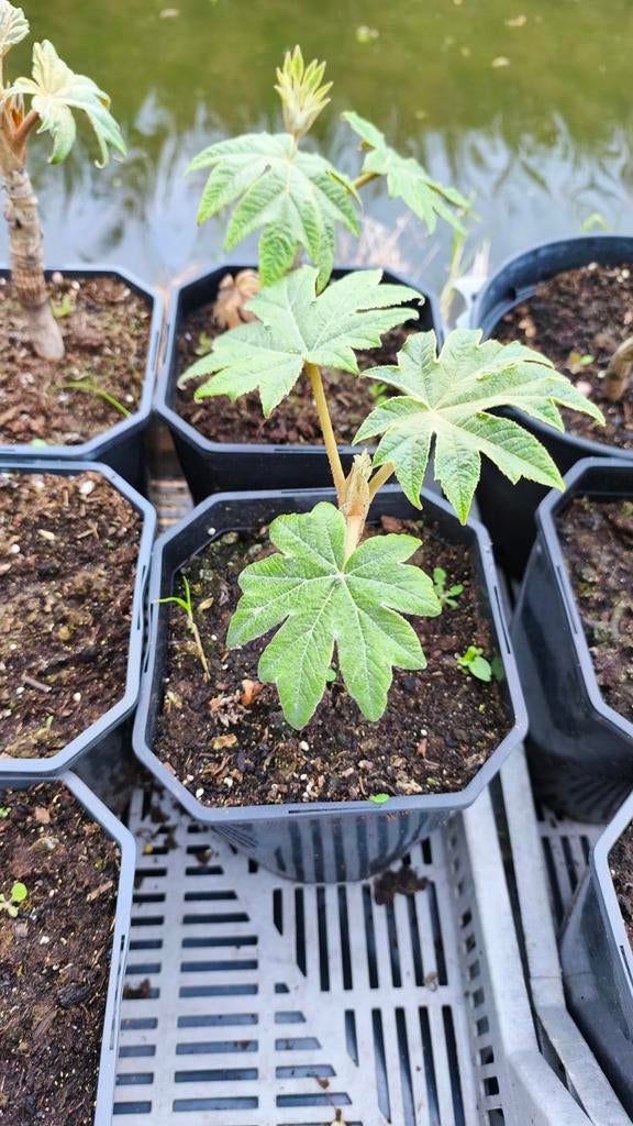 Tetrapanax papyrifera steroidal giant, Tuin en Terras, Planten | Tuinplanten, Ophalen of Verzenden, Overige soorten, Volle zon