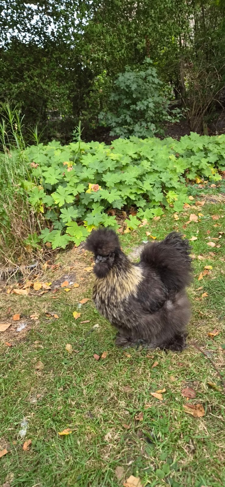 mooi koppel zijdehoentjes (US Silkies), Meerdere dieren, Kip