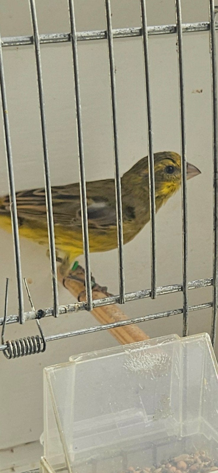 bastaard geelbuik chini x  M Roodmus, Dieren en Toebehoren, Mannelijk