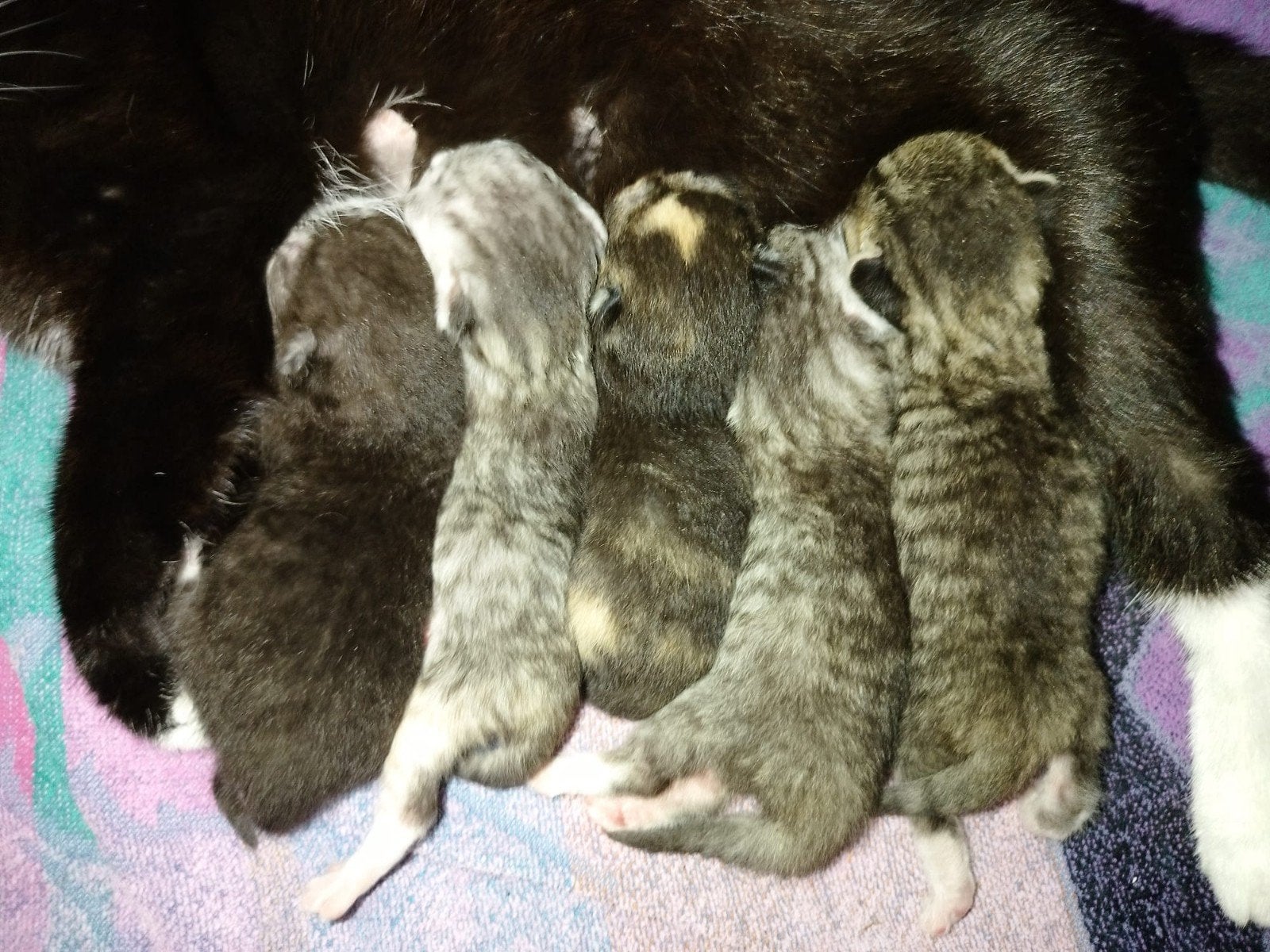 x Perzische kittens geboren 14 juni half/langhaar, Meerdere dieren, Ontwormd, 0 tot 2 jaar