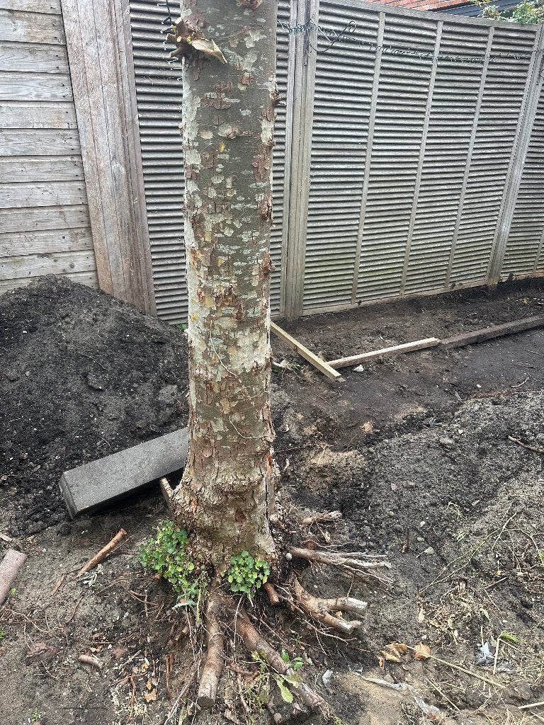Boom verwijderen, Tuin en Terras, Overige Tuin en Terras, Ophalen of Verzenden