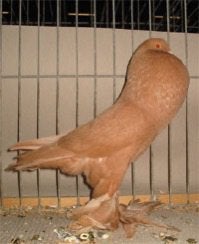Gezocht gele kropper duivinnen, Dieren en Toebehoren, Meerdere dieren