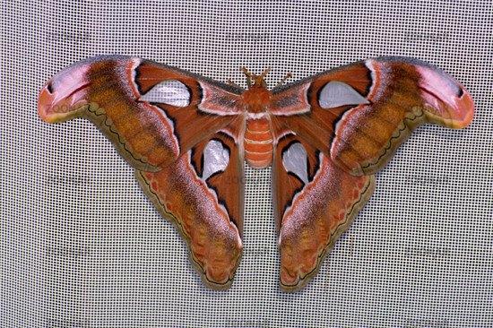 Kokons Attacus lorquini, Dieren en Toebehoren, Insecten en Spinnen, Vlinders of Rupsen