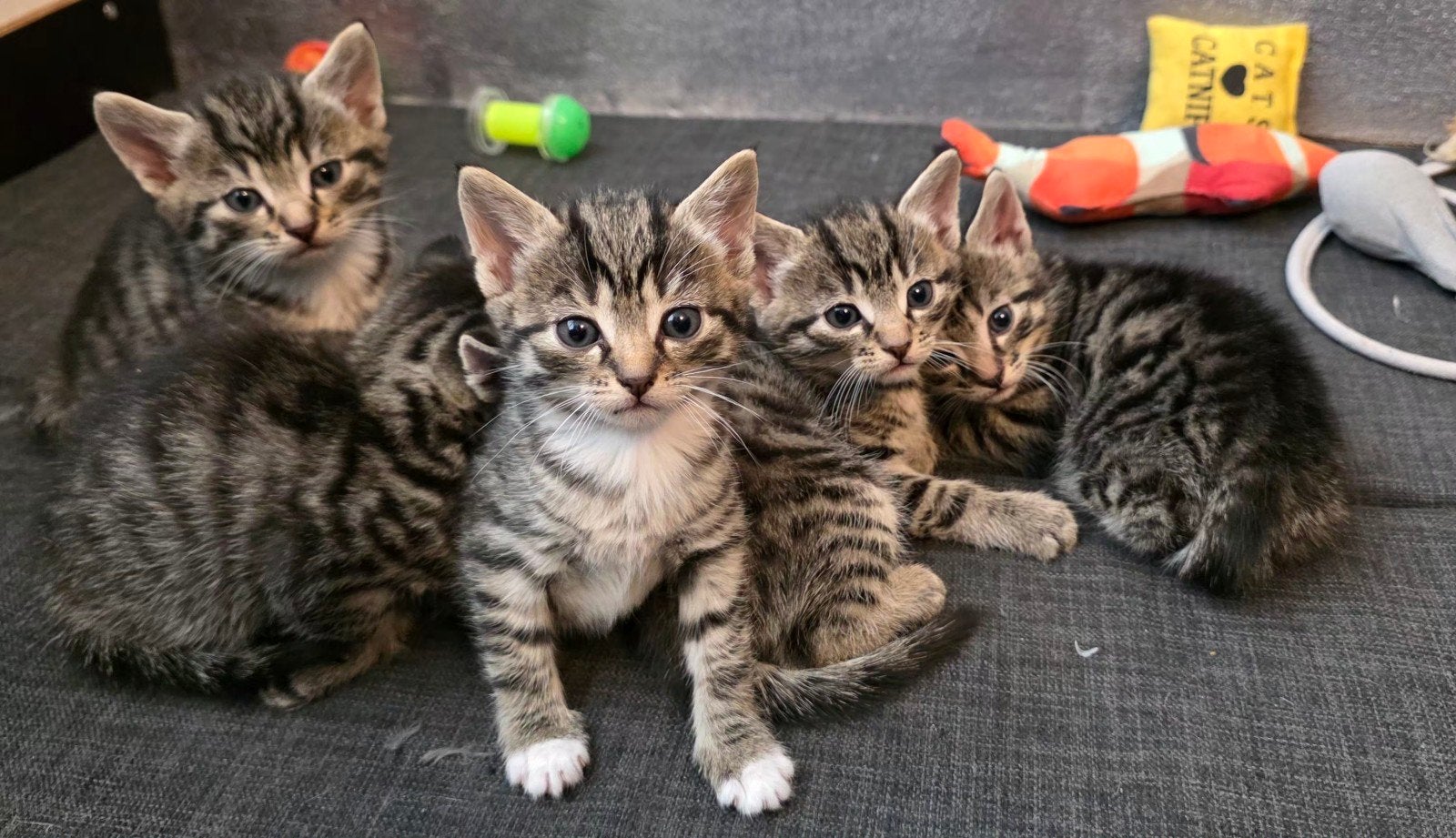 5 kittens (nog 1) zoeken binnenkort een nieuw huisje!, Dieren en Toebehoren, Meerdere dieren, Kortharig, 0 tot 2 jaar