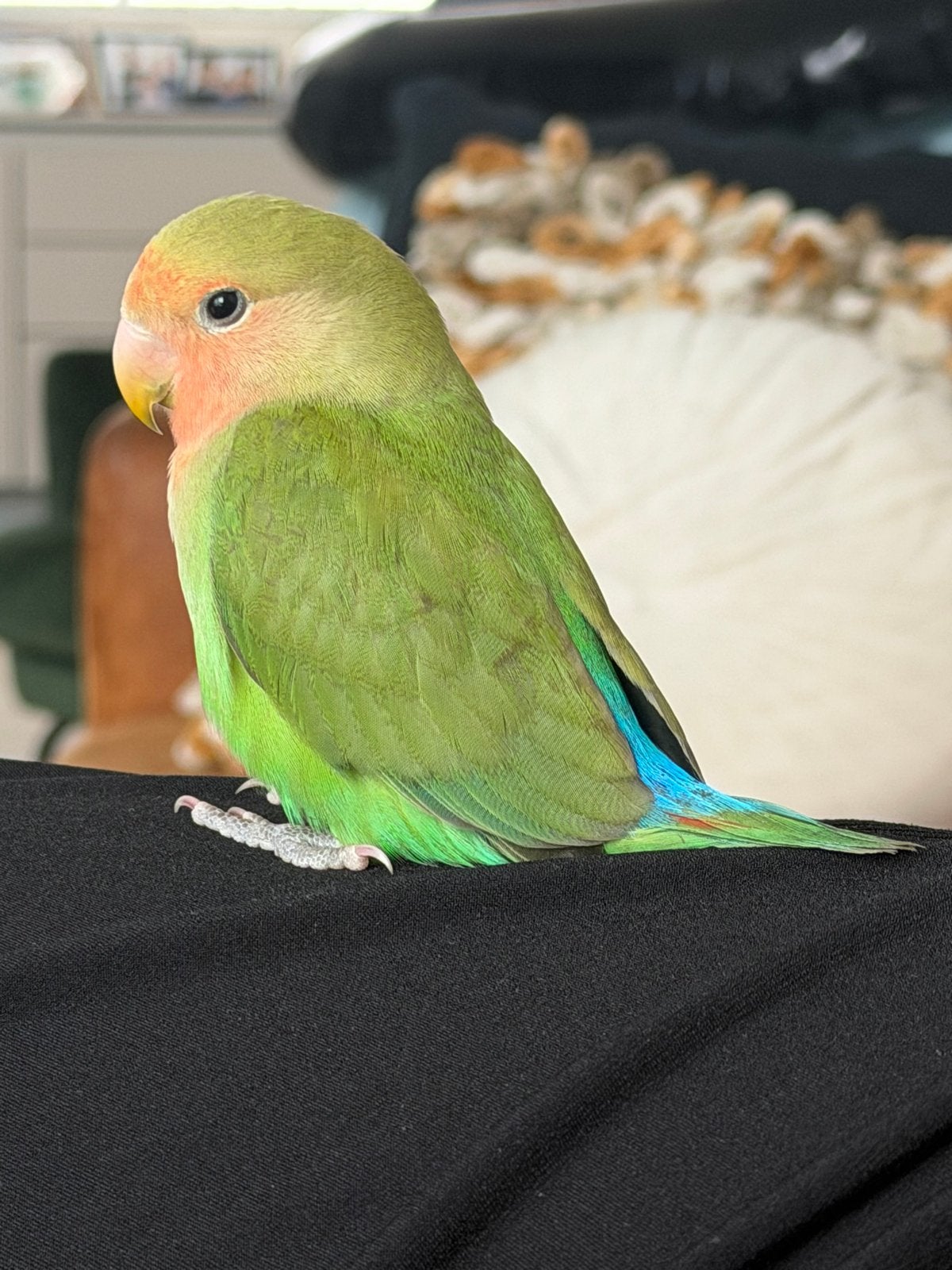 Lieve tamme agapornis (vogel) met toebehoren, Mannelijk, Dwergpapegaai of Agapornis, Tam