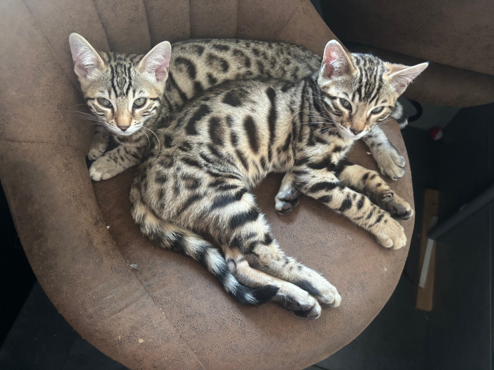 Bengaalse kittens, Meerdere dieren, 0 tot 2 jaar
