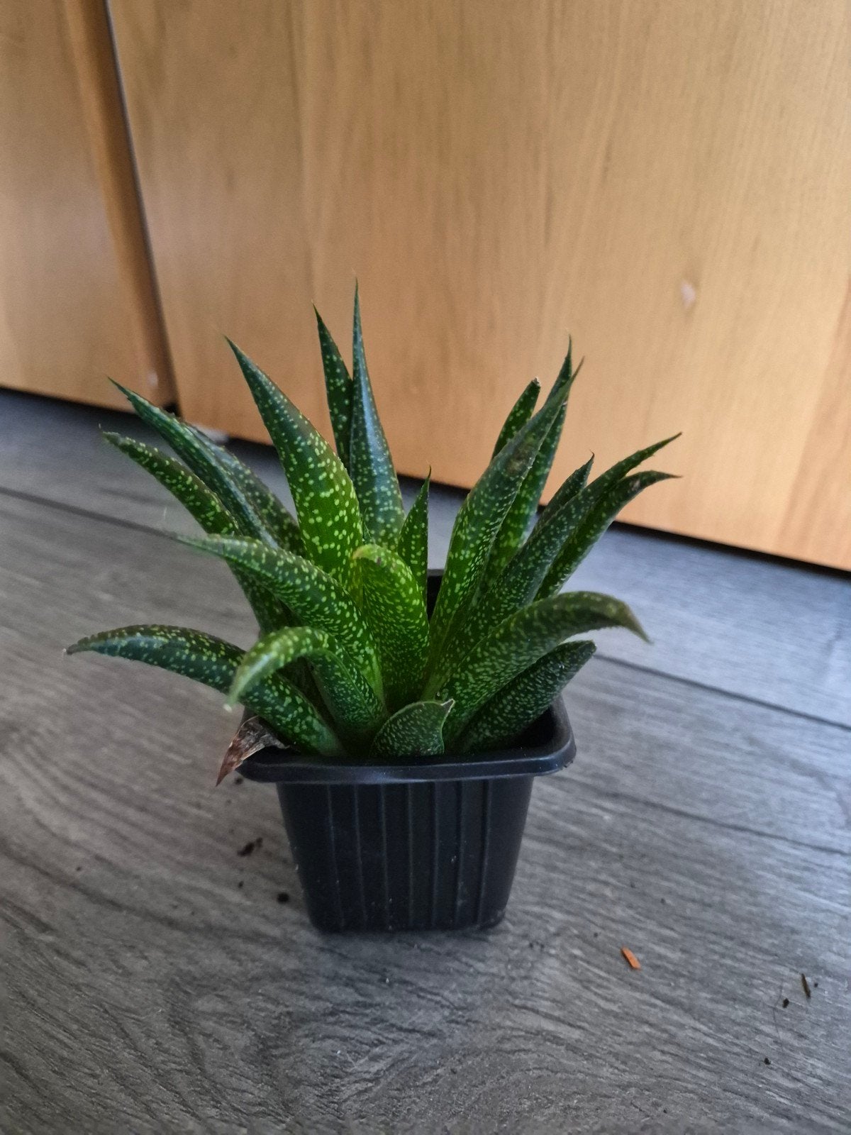 Vetplantjes - meerdere stekjes beschikbaar, Groene kamerplant, Ophalen of Verzenden, Halfschaduw, Minder dan 100 cm
