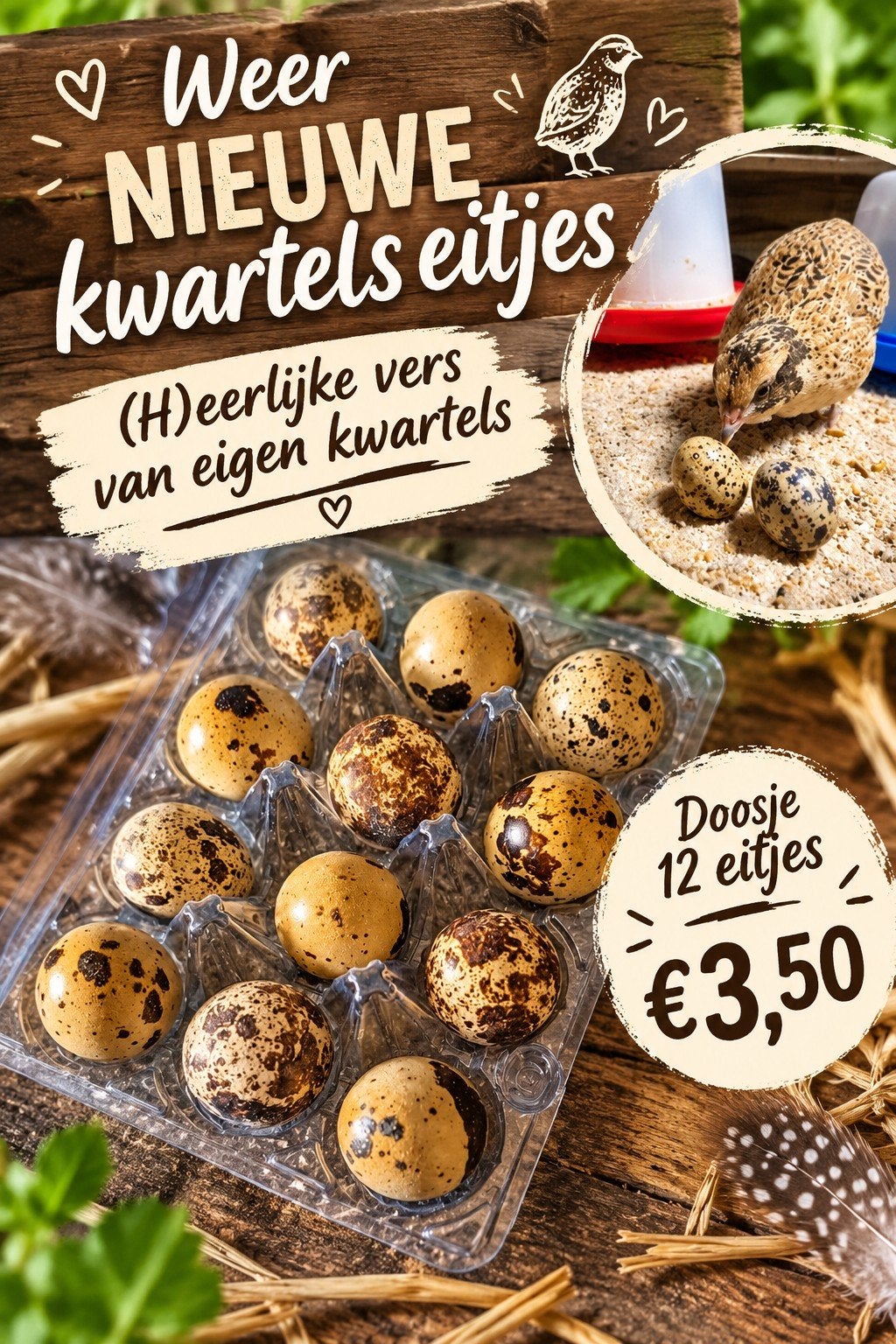 kwartel eieren voor consumptie, Ophalen of Verzenden, Overige typen