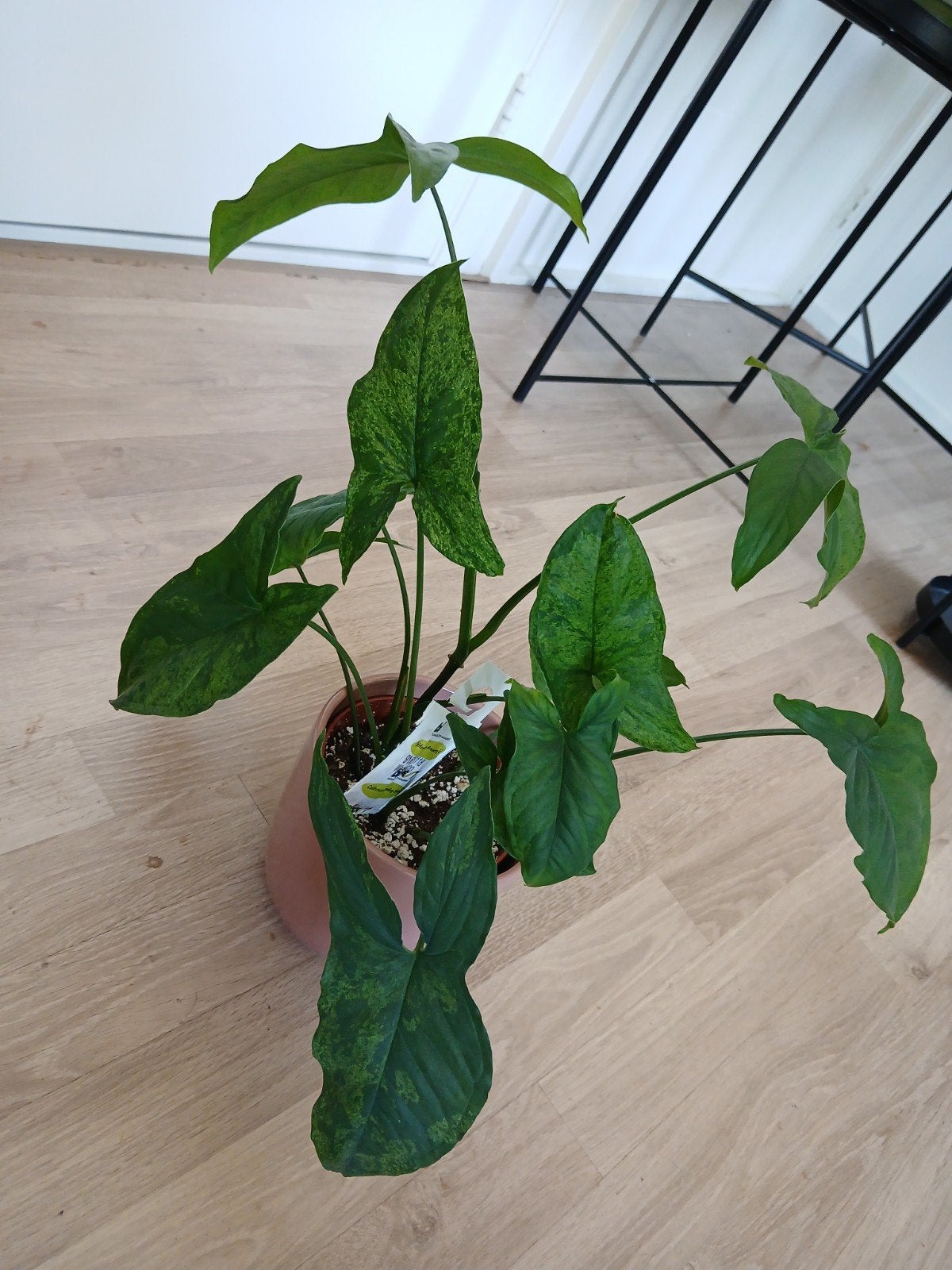 Syngonium Mottled Mojito, Ophalen of Verzenden, Halfschaduw, Minder dan 100 cm