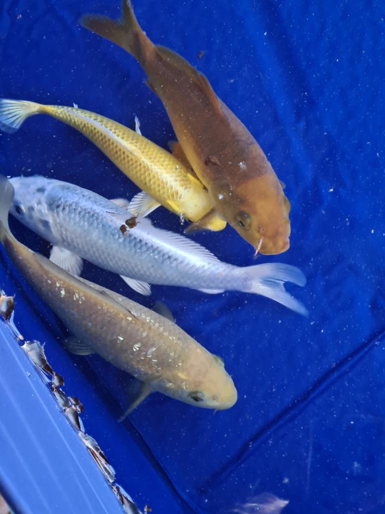 Komplete vijver  met 6 koi's, Tuin en Terras, Ophalen, Gebruikt