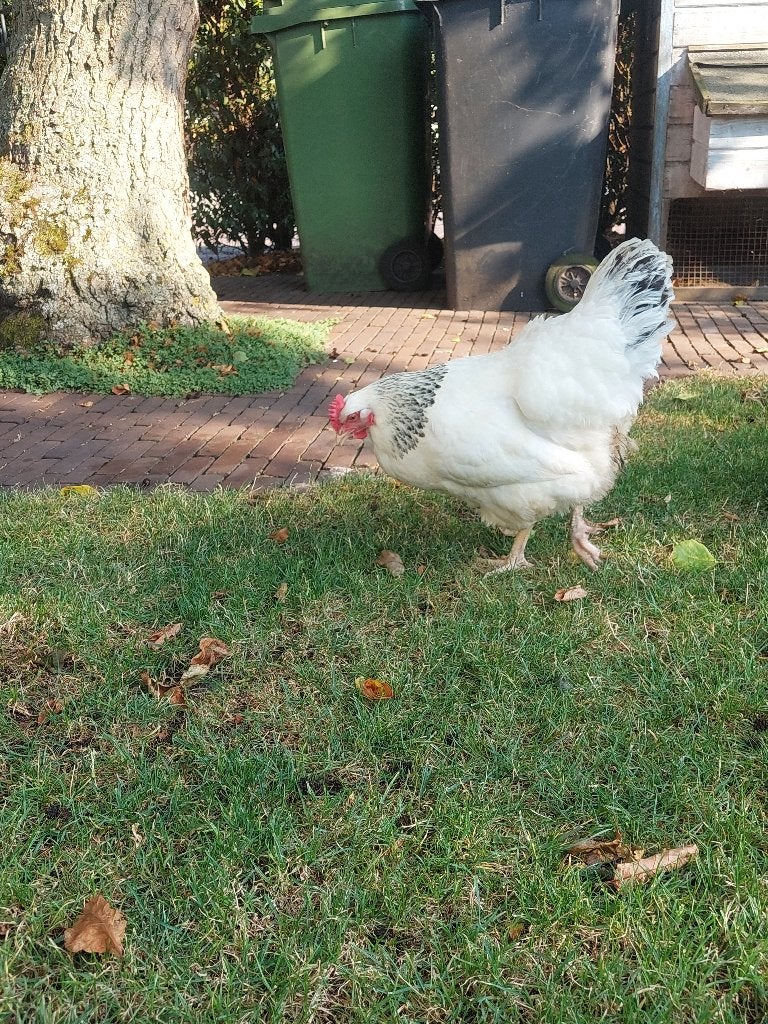 Sussex hen legkip, Dieren en Toebehoren, Pluimvee, Vrouwelijk, Kip