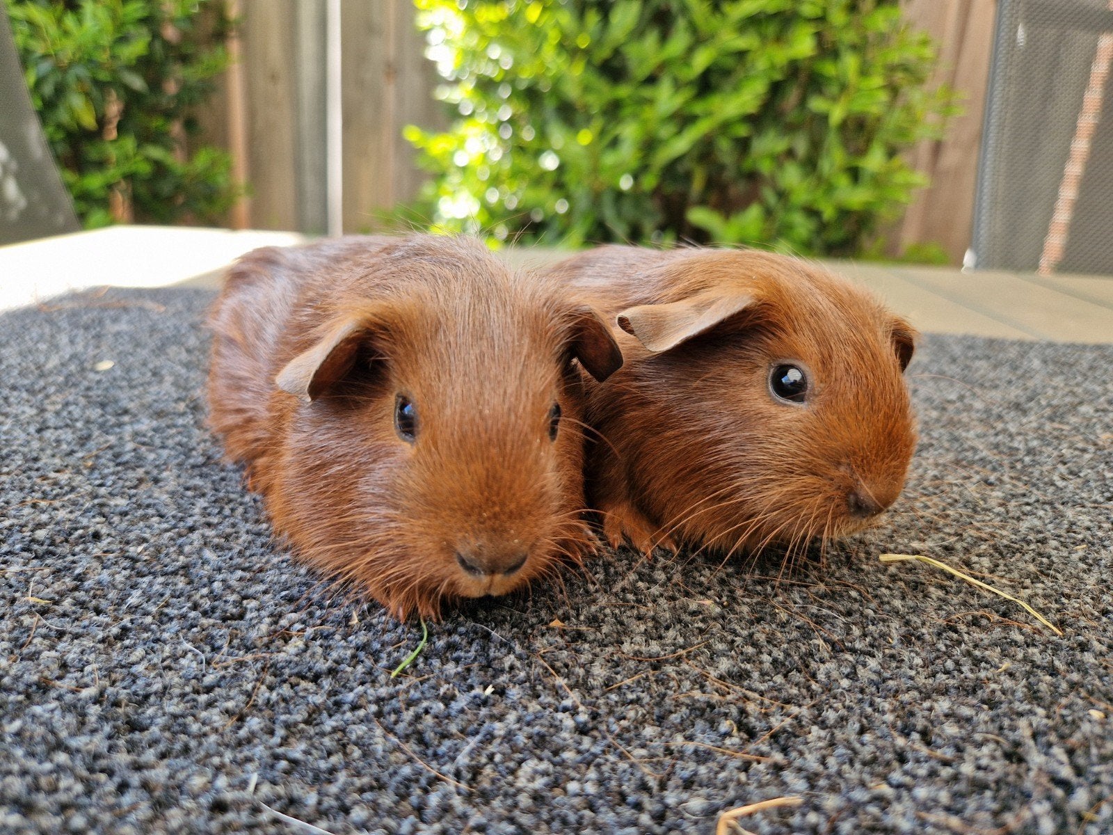 2 leuke cavia broertjes, April, Mannelijk, Cavia