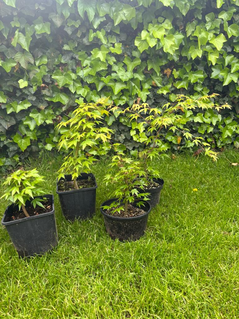 Japanse esdoorn diverse pre-bonsai, Ophalen, Esdoorn, Minder dan 100 cm