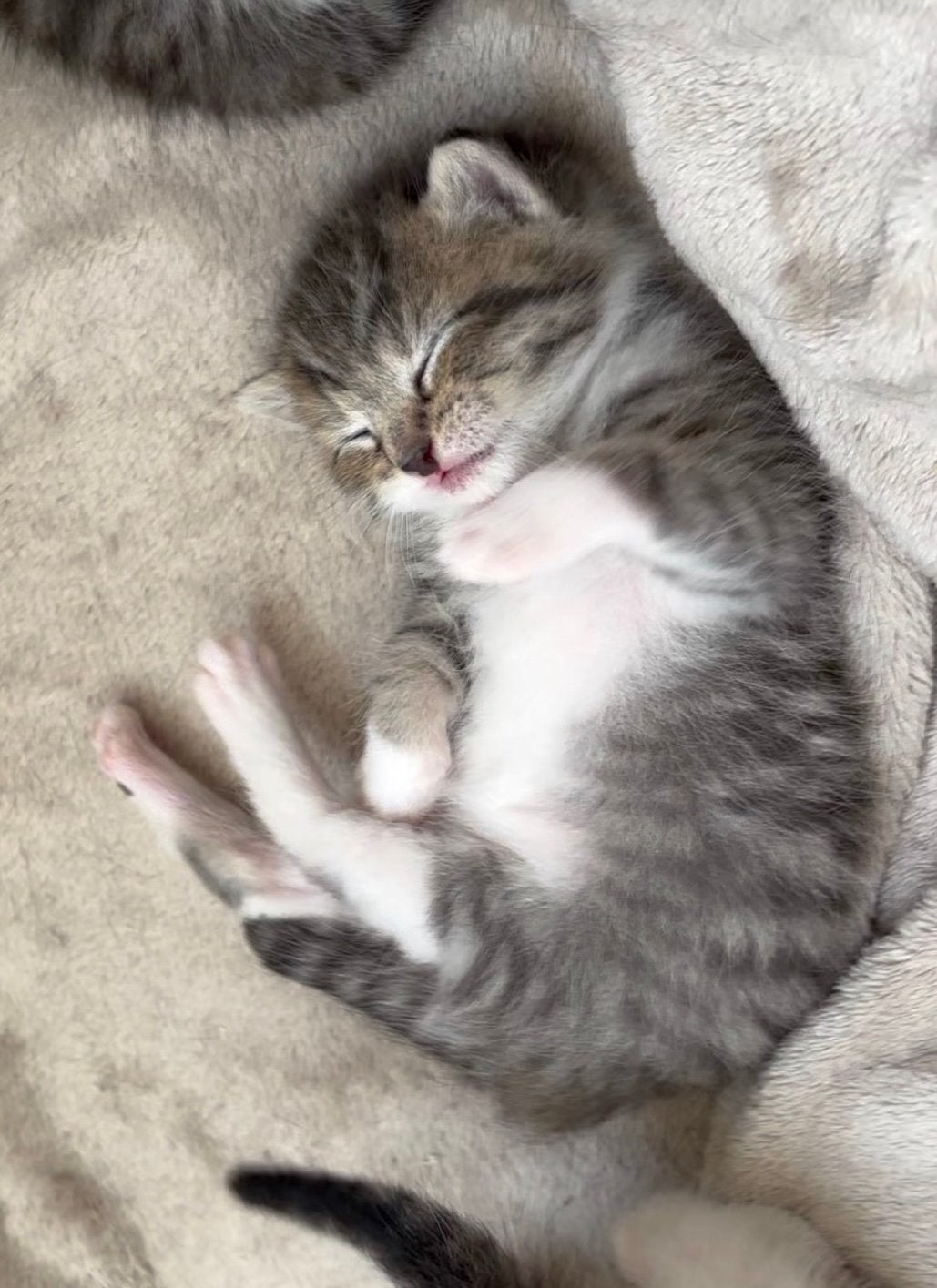 Het liefste laatste kitten, Poes