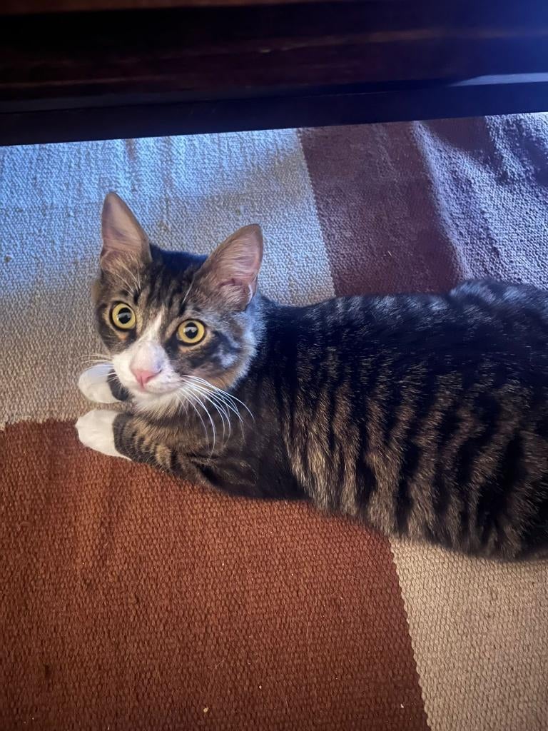 Cat for adoption: TOMMY, Kater, Langharig, 0 tot 2 jaar
