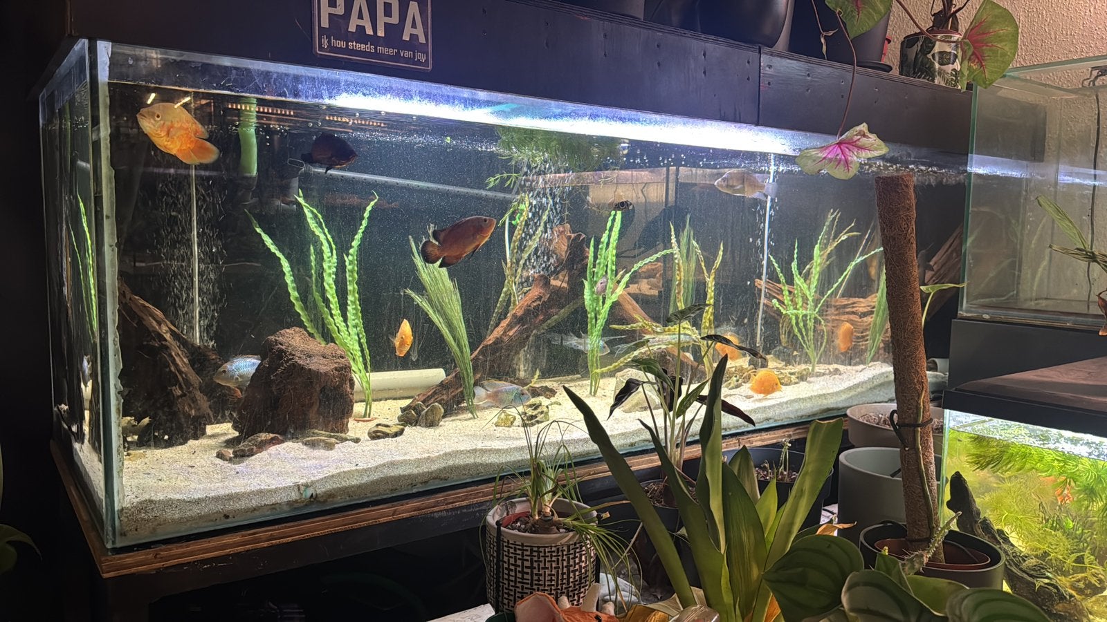 Groot aquarium 2 meter, Ophalen, Zo goed als nieuw, Leeg aquarium