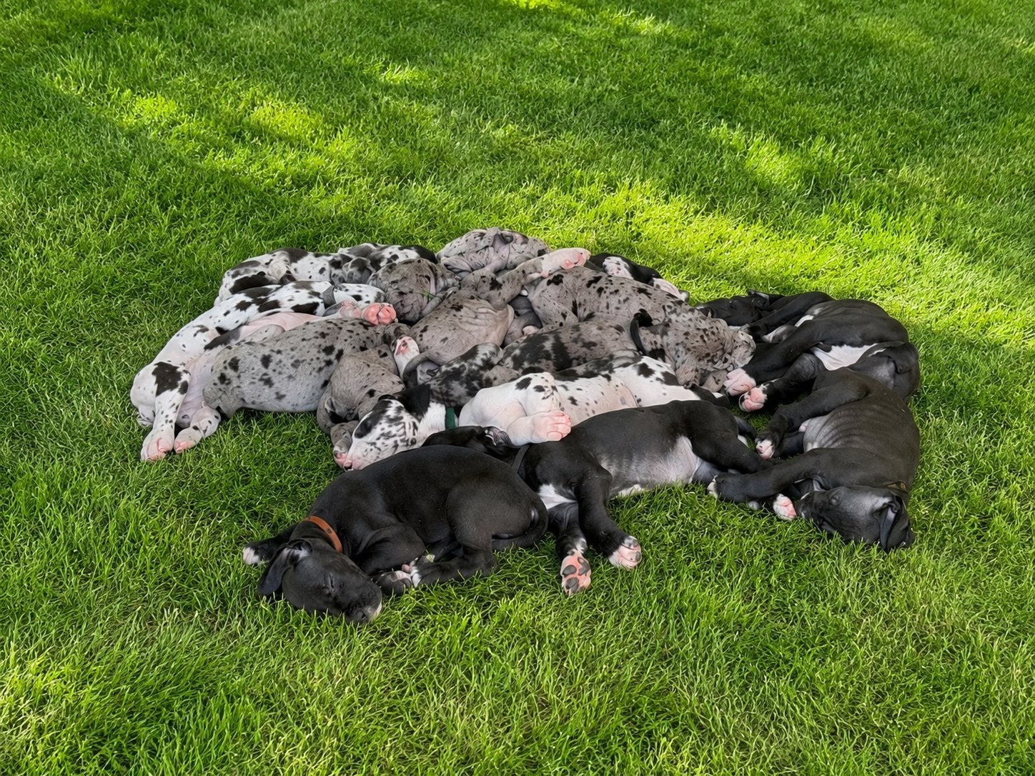 Duitse dog pups met stamboom nog 4 beschikbaar, Overige rassen, 8 tot 15 weken, Parvo, Meerdere