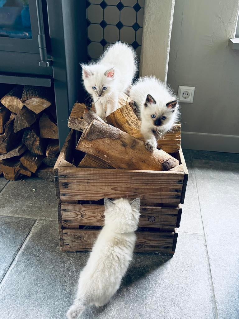 Lieve Ragdoll kittens met stamboom, Dieren en Toebehoren, Katten en Kittens | Raskatten | Langhaar, Meerdere dieren, Ontwormd