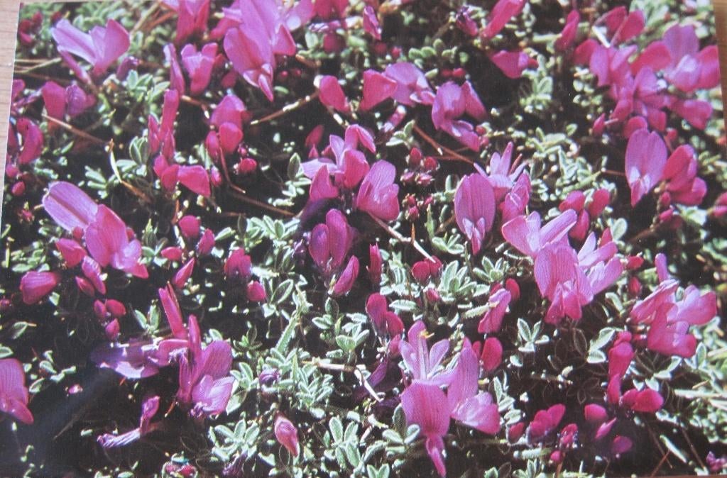 Gehoornde esparcette uit de bergen op nieuwe ansichtkaart, Verzenden, 1980 tot heden, Ongelopen, Natuur