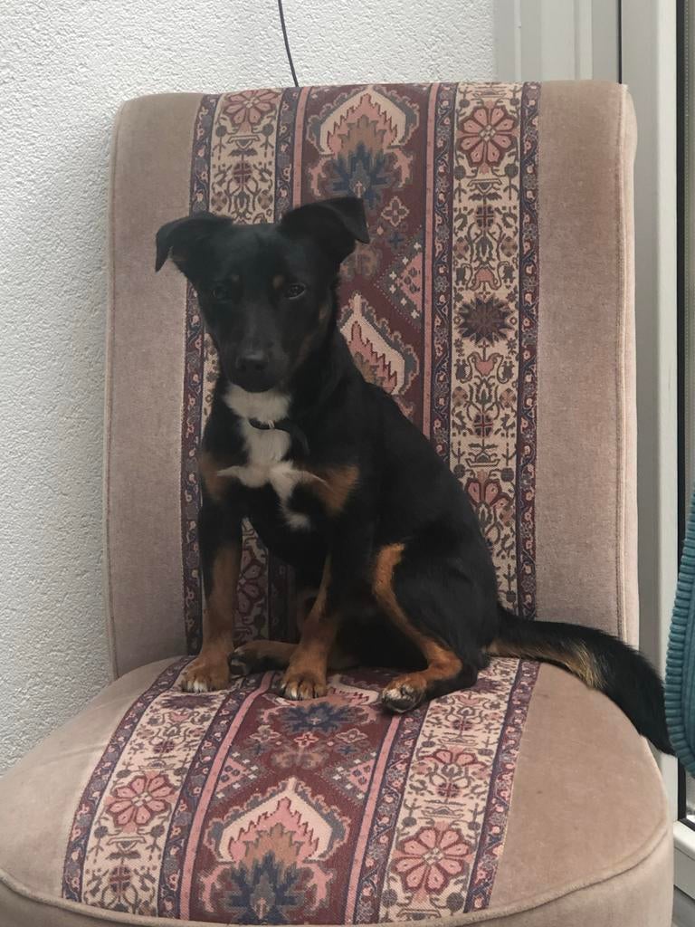 Fijn thuis gezocht voor Frits, Dieren en Toebehoren, Honden | Jack Russells en Terriërs, Reu, Jack Russell Terriër, Particulier