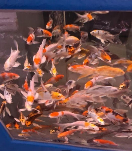 Import HQ Butterfly koi / Vlinderkoi 12 / 14 cm Koidreams, Dieren en Toebehoren, Karper of Koi