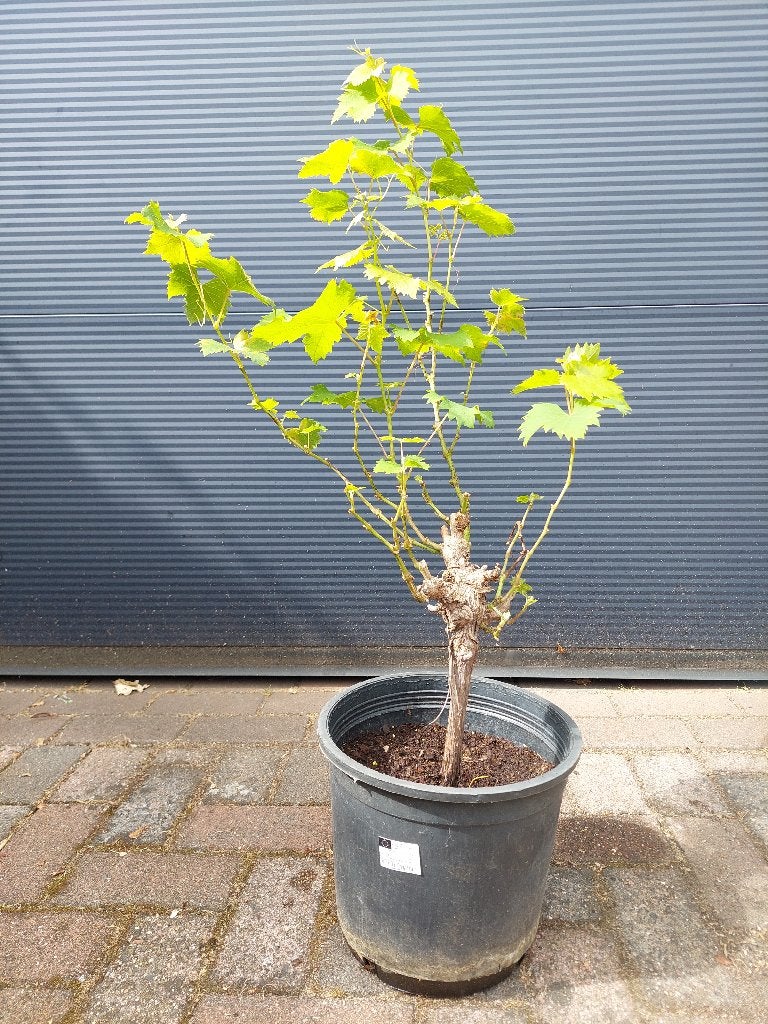 Vitis Vinifera 'Moscatel’ - Muskaatdruif (Alexandrië) H:95cm, Ophalen, Volle zon, Vaste plant, Zomer
