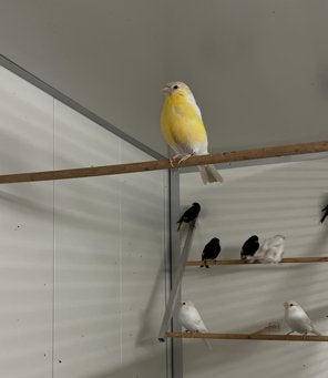 vogels, Meerdere dieren, Tropenvogel, Geringd