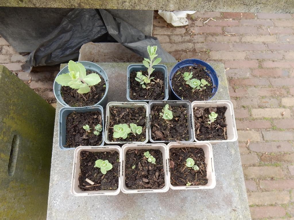 MOOIE SEDUM PLANTEN, Vaste plant, Halfschaduw, Herfst, Ophalen