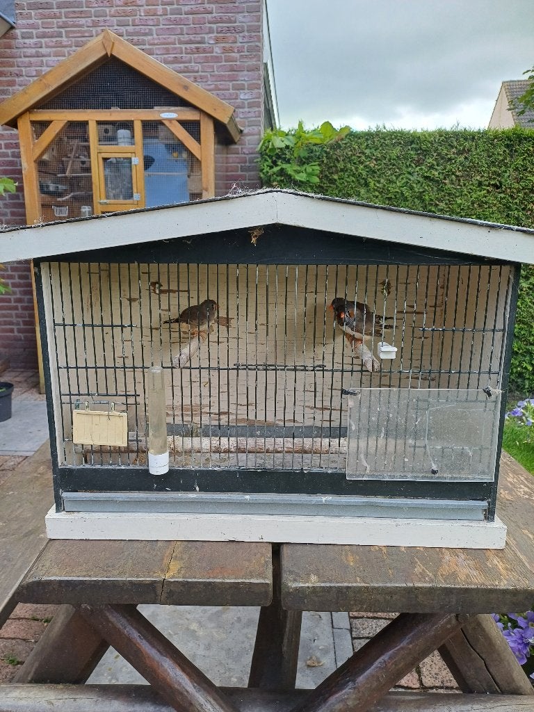 Jonge zebravinken, Ophalen, Nieuw, Kooi-accessoires