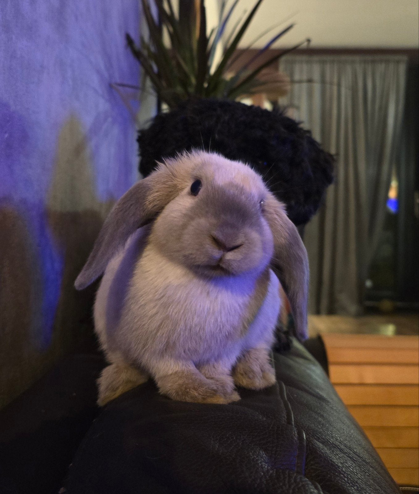 Konijn, Dieren en Toebehoren, Vrouwelijk, Middelgroot, Hangoor, 0 tot 2 jaar