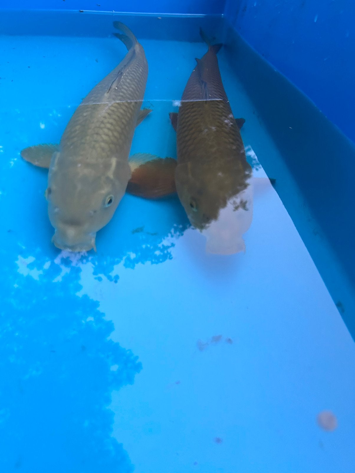 Chagoi, Dieren en Toebehoren, Karper of Koi