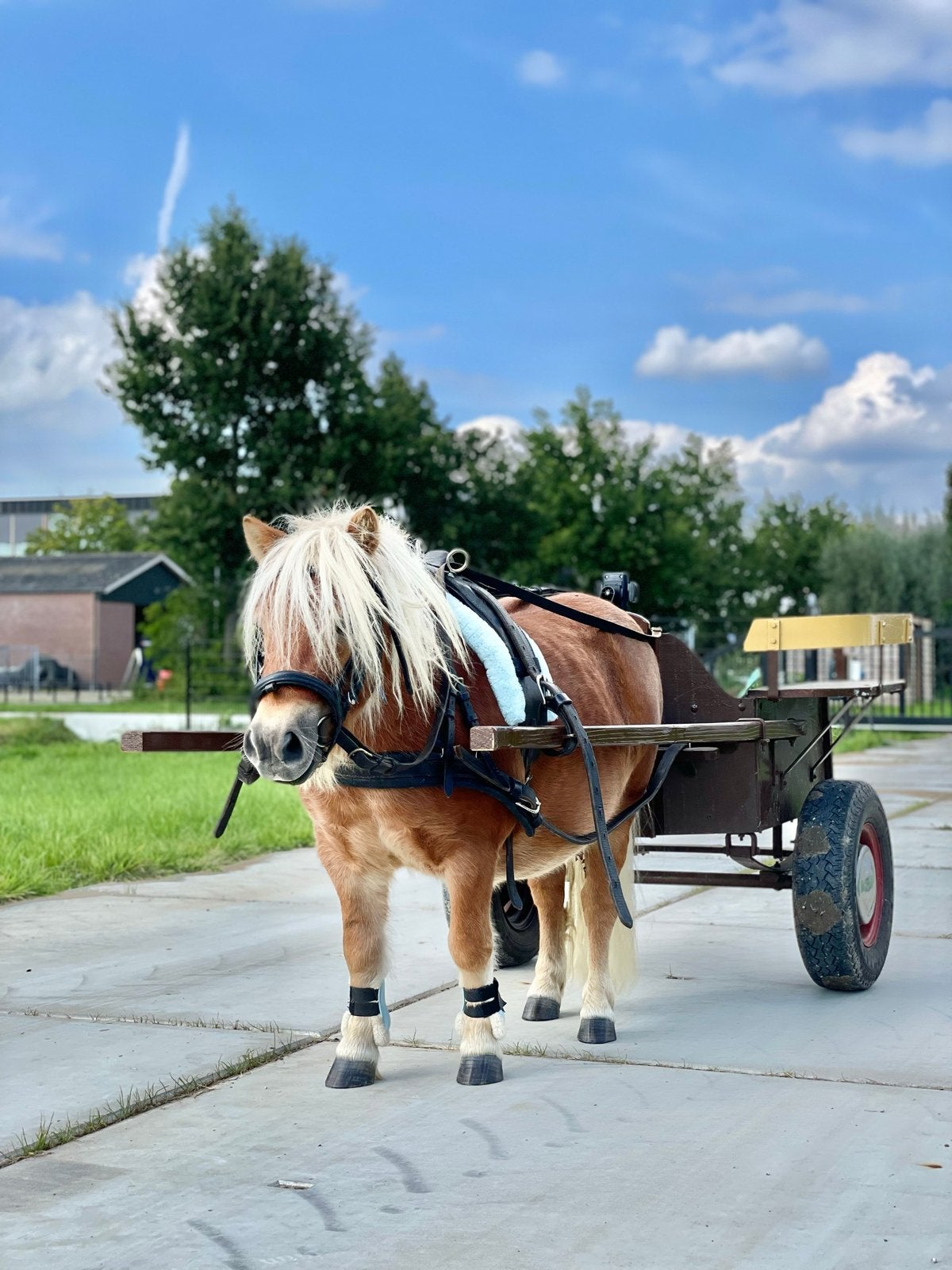 Shetlander ruin, Dieren en Toebehoren, Ruin, Met stamboom, Zadelmak, A pony (tot 1.17m)