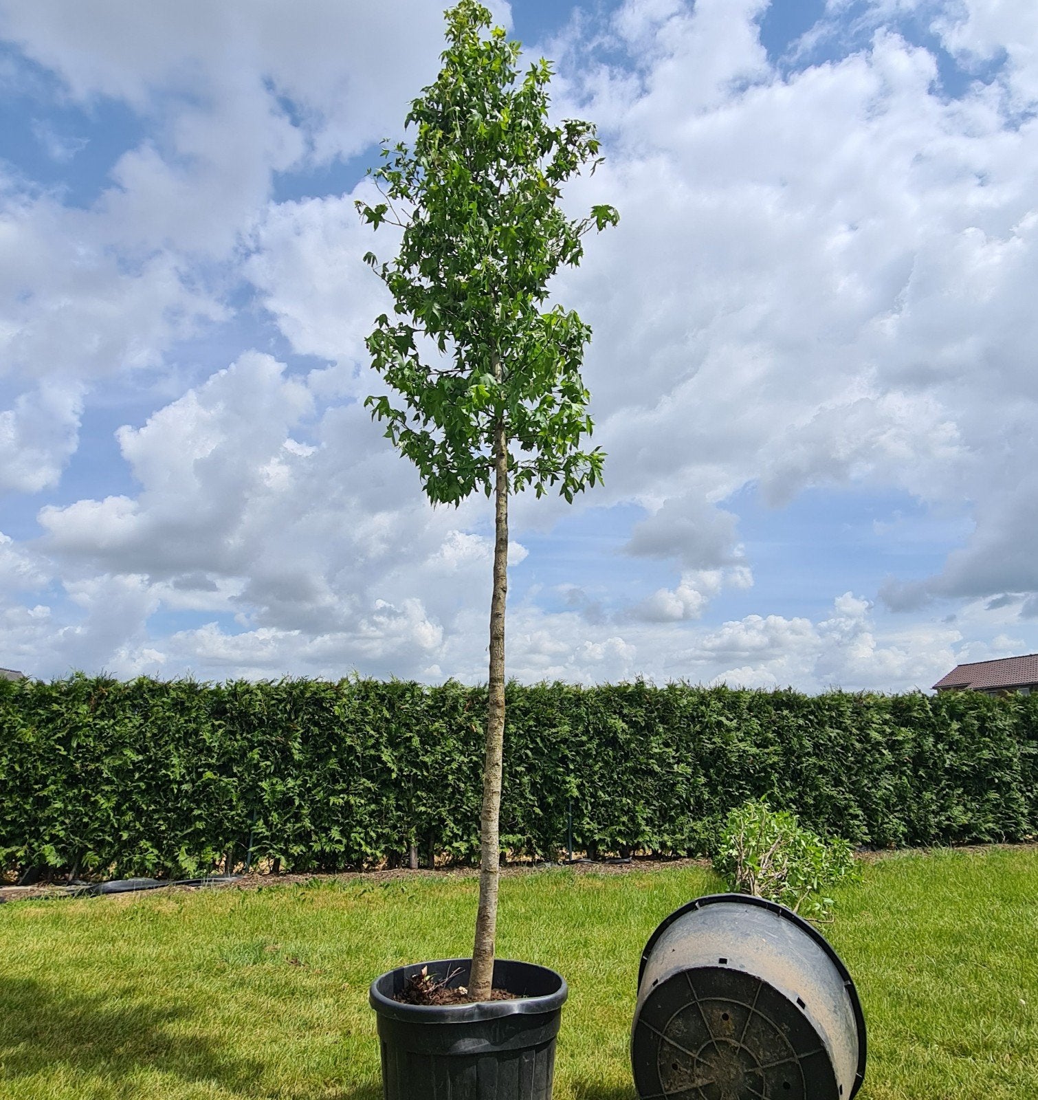 Partij bomen Liquidambar Amberboom - 5m hoog, Volle zon, Bloeit niet, 400 cm of meer, Overige soorten