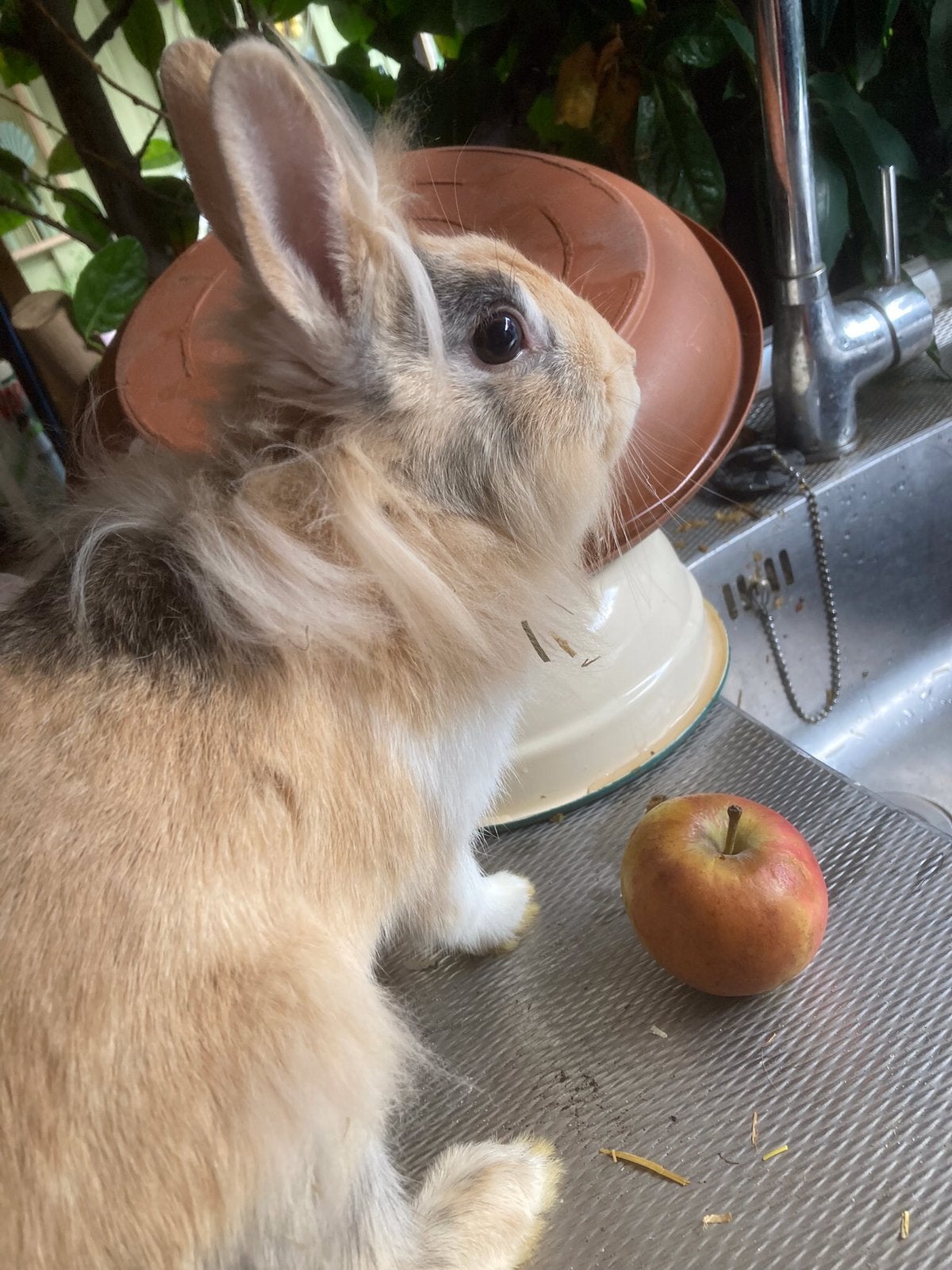 voedster, Vrouwelijk, Middelgroot, 0 tot 2 jaar