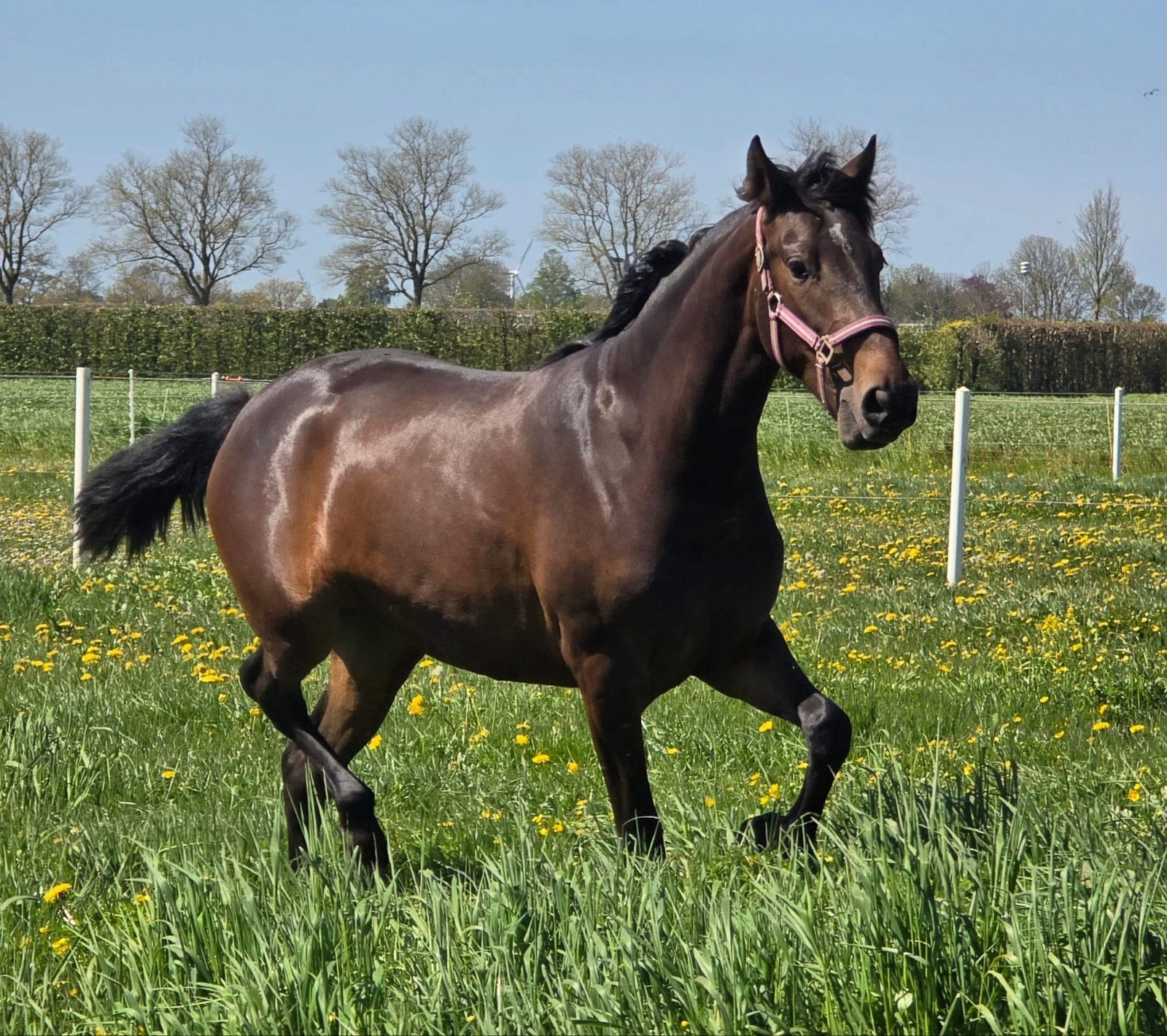 Knappe 2 jarige PRE merrie donkerbruin pearl, Merrie, Minder dan 160 cm, Met stamboom, Niet van toepassing