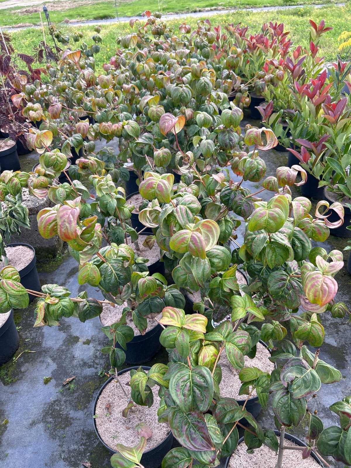 Cornus kousa 'Satomi' in 7.5 liter pot, Volle zon, Vaste plant, Zomer, Ophalen
