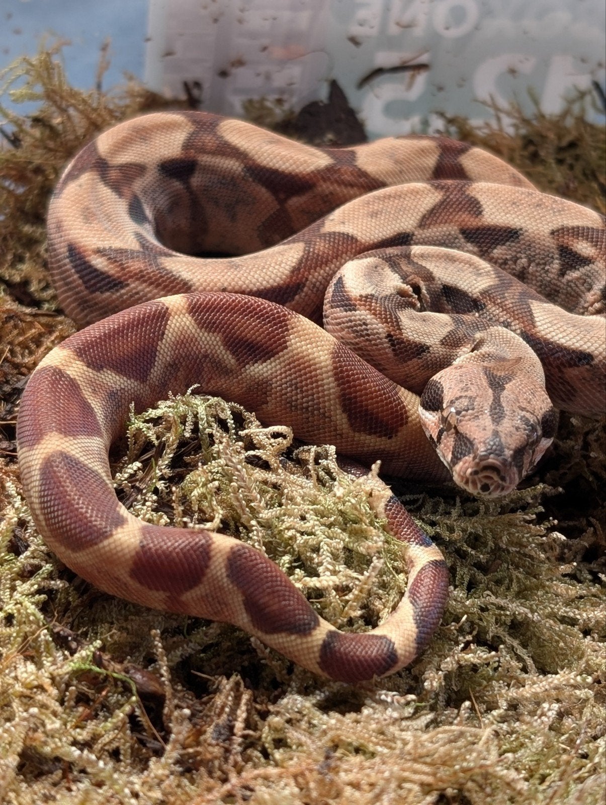 Baby Boas Albino / Blood