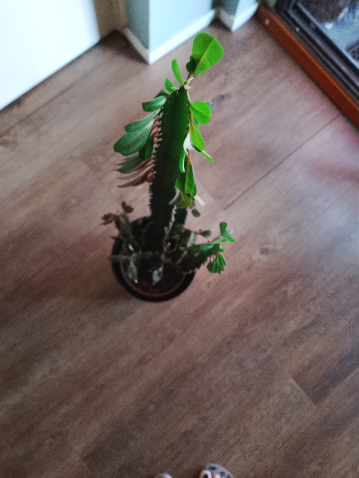 mooie cactus, Ophalen, 75 m² of meer, Tapijttegels
