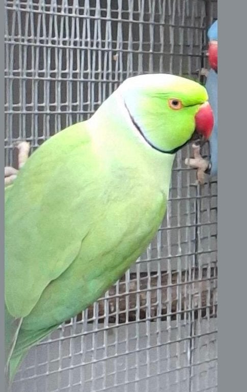 Groene man en vrouw, Meerdere dieren, Parkiet
