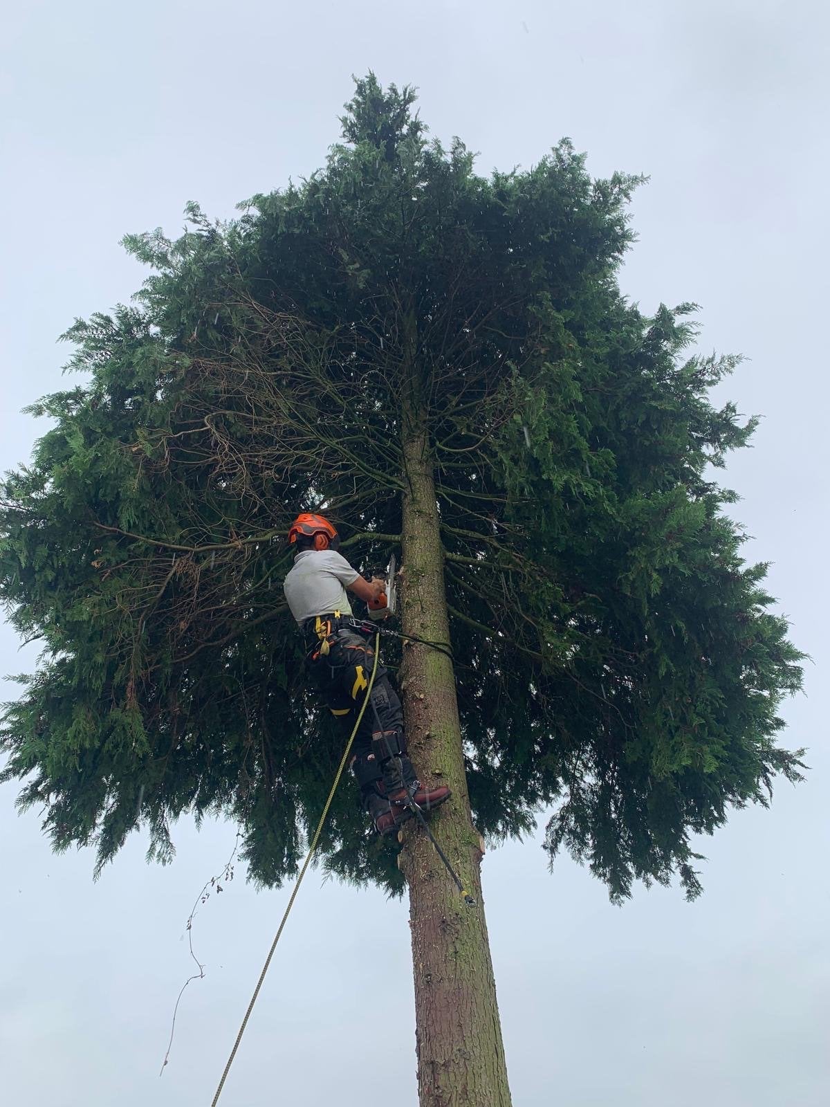 Kappen, snoeien en rooien van bomen, Tuinonderhoud of Snoeiwerk