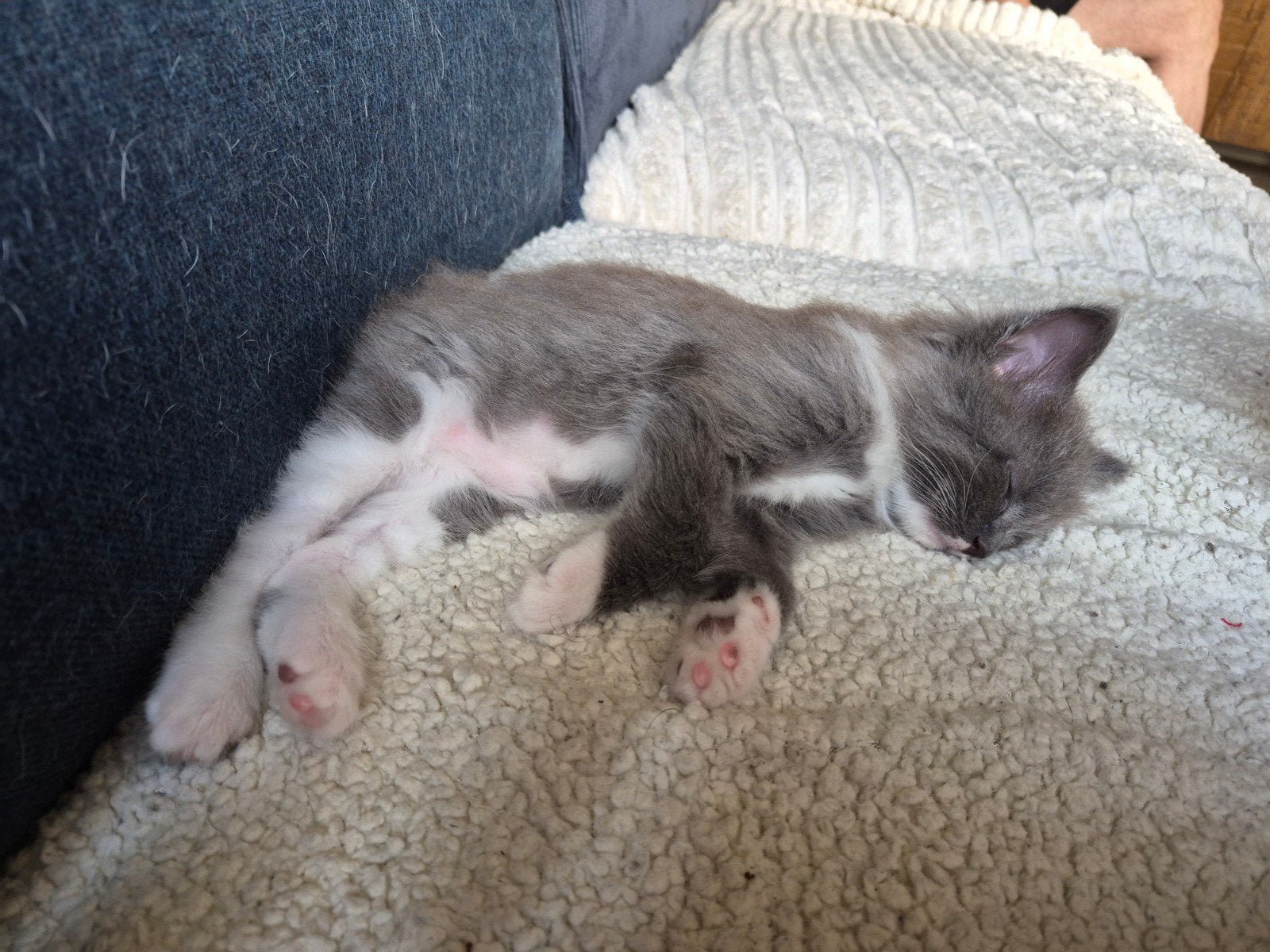 Kittens kruising ragdoll x maine coon, Meerdere dieren, Ontwormd, 0 tot 2 jaar