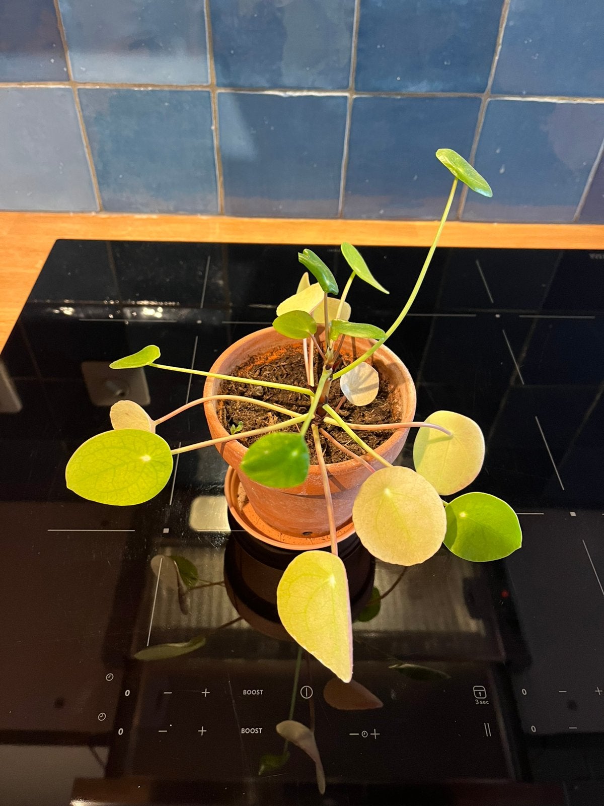 Pannenkoekenplant, Huis en Inrichting, Ophalen, Halfschaduw, Minder dan 100 cm