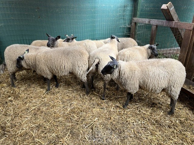 BleuduMaine ooilammeren te koop, Vrouwelijk, Schaap, 0 tot 2 jaar