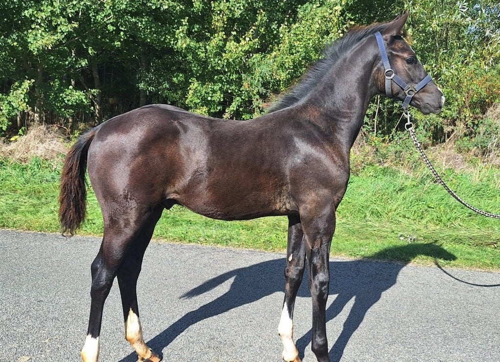 Een belofte voor de toekomst, Minder dan 160 cm, Niet van toepassing, Dressuurpaard, 0 tot 2 jaar
