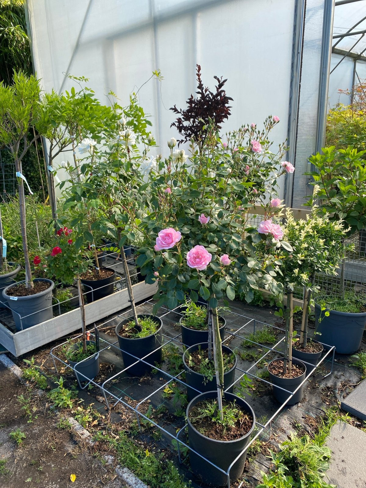 Roos op stam wit en roze, Volle zon, Vaste plant, Zomer, Ophalen
