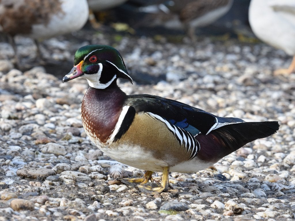 Carolinaeend | Siereenden | Wildkleur, Meerdere dieren, Eend