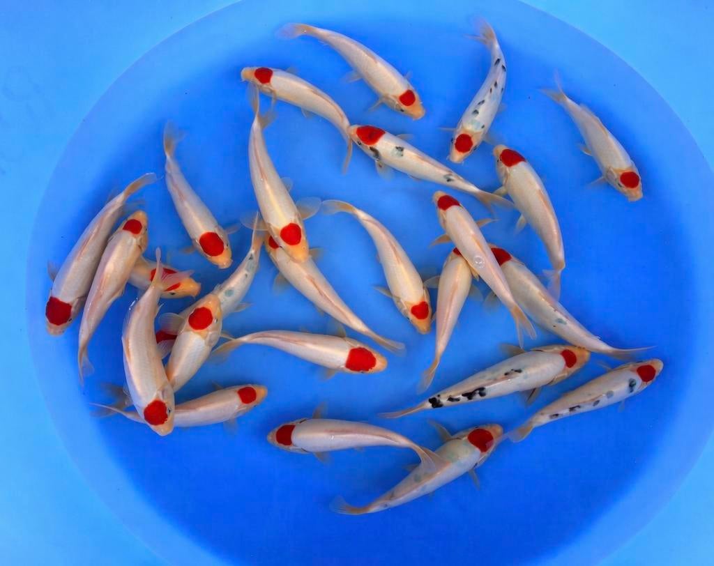 Tancho Kohaku en Tancho sanke, Karper of Koi